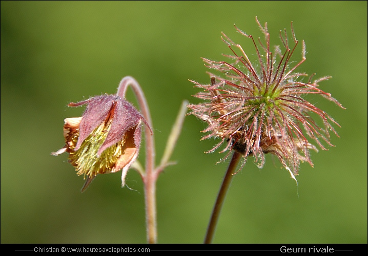 Akènes de Geum rivale