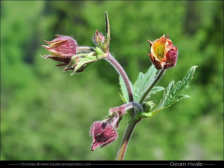 Benoite des ruisseaux - Geum rivale