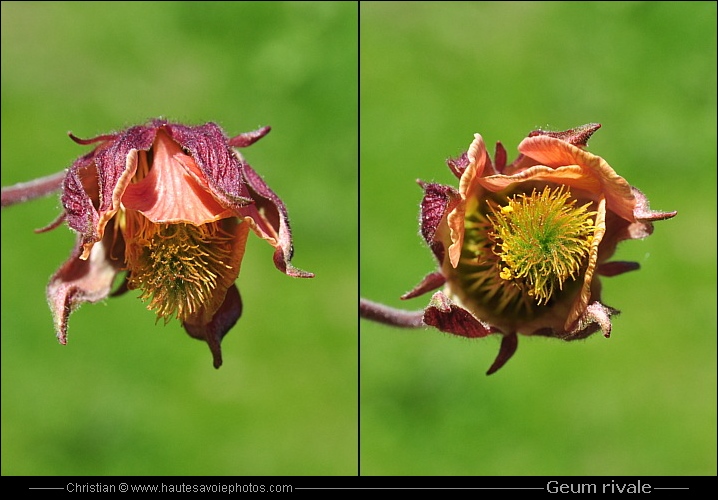 Benoite des ruisseaux - Geum rivale