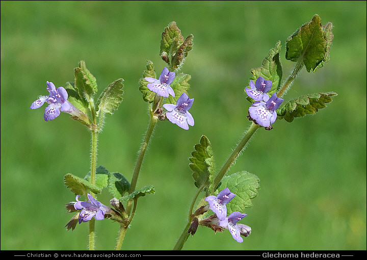 Lierre terrestre - Glechoma hederacea