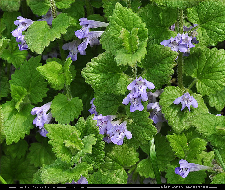 Lierre terrestre - Glechoma hederacea