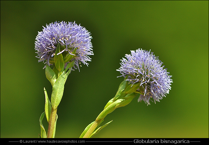 Globulaire allongée - Globularia bisnagarica