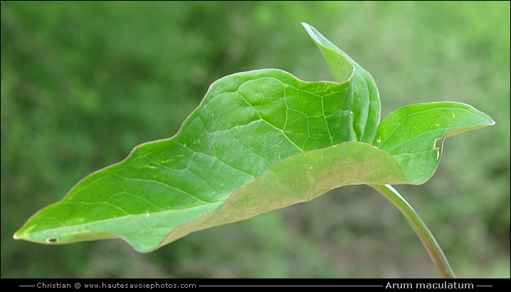 Gouet tacheté - Arum maculatum