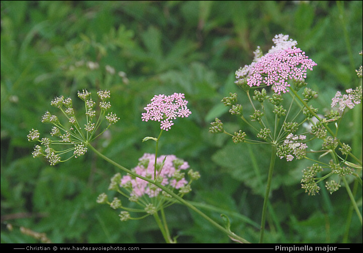 Grand boucage - Pimpinella major