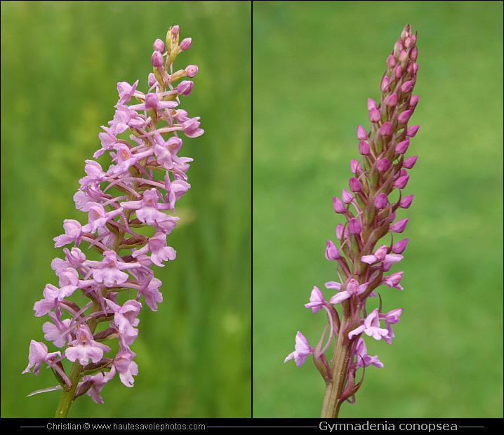 Orchis moustique ou Orchis moucheron - Gymnadenia conopsea