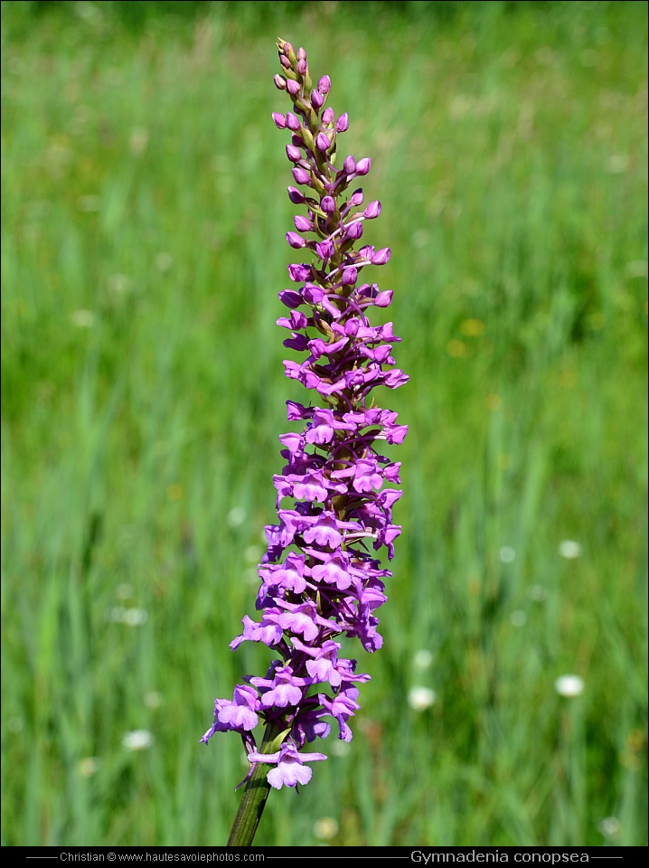 Orchis moustique ou Orchis moucheron - Gymnadenia conopsea