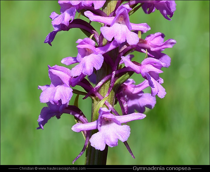 Orchis moustique ou Orchis moucheron - Gymnadenia conopsea