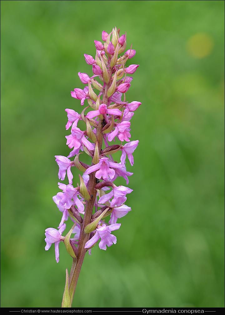 Orchis moustique ou Orchis moucheron - Gymnadenia conopsea