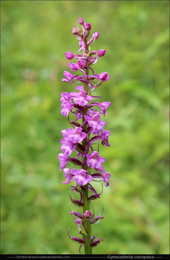 Orchis moustique ou Orchis moucheron - Gymnadenia conopsea