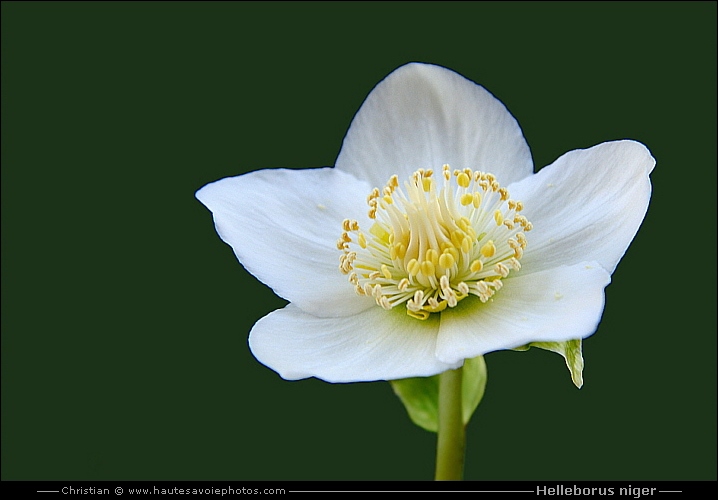 Rose de noël - Helleborus niger