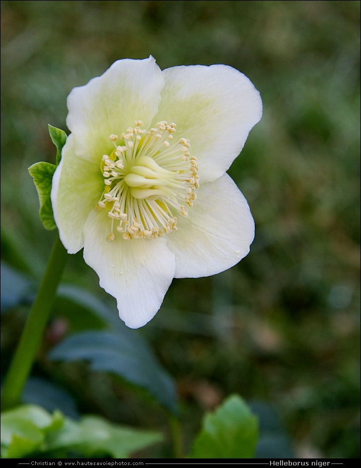 Rose de noël - Helleborus niger