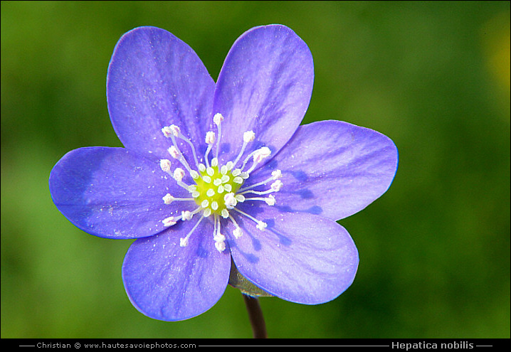 Hépatique - Hepatica nobilis