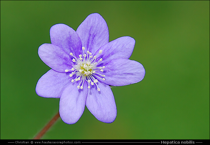 Anémone hépatique - Hepatica nobilis