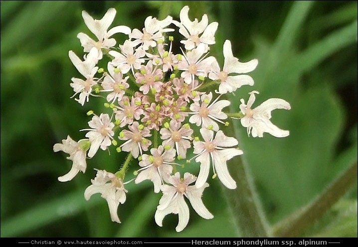 Berce patte-d’ours - Heracleum sphondylium ssp. alpinum