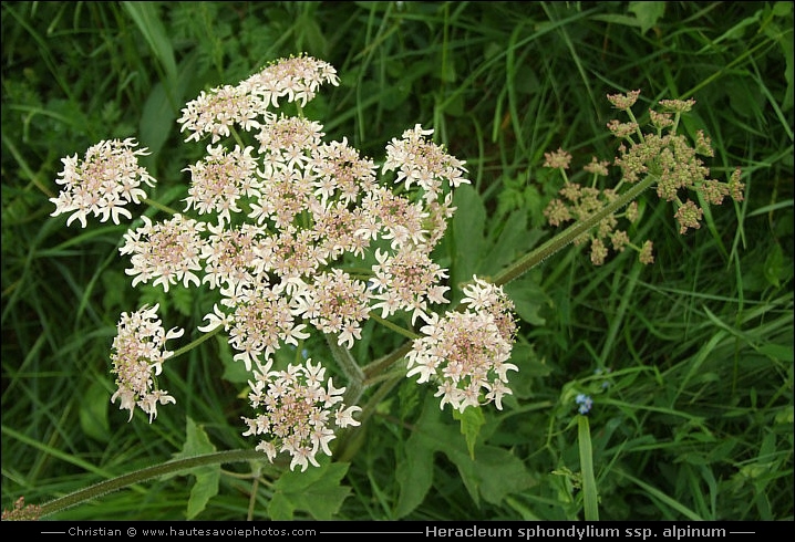 Berce patte-d’ours - Heracleum sphondylium ssp. alpinum