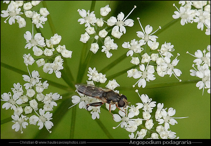 Herbe aux goutteux - Aegopodium podagraria