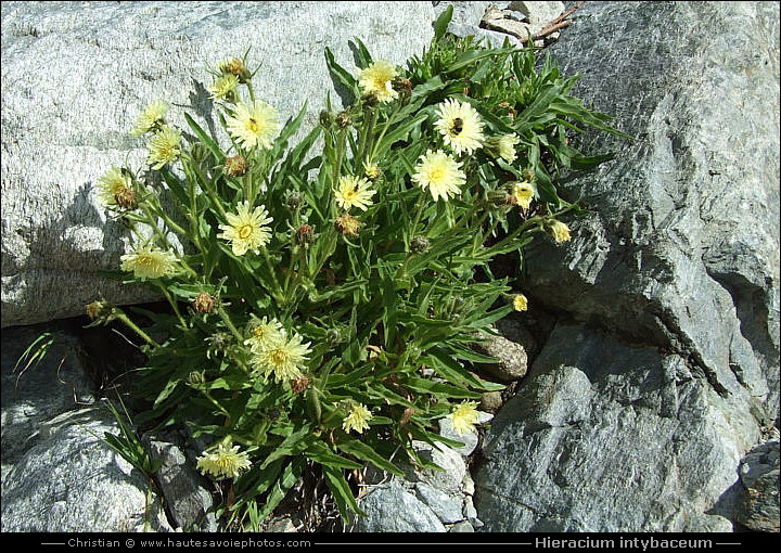 Épervière fausse chicorée - Hieracium intybaceum