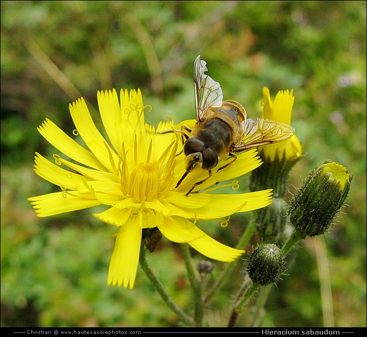 Epervière de Savoie - Hieracium sabaudum