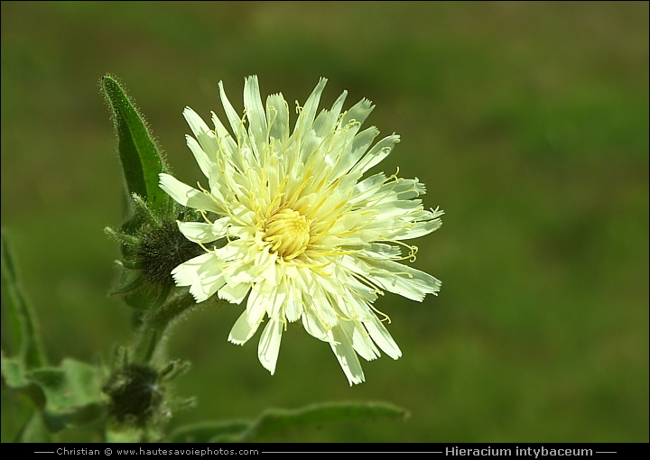 Épervière fausse chicorée - Hieracium intybaceum