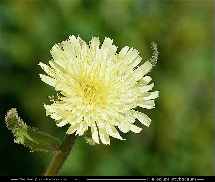 Épervière fausse chicorée - Hieracium intybaceum