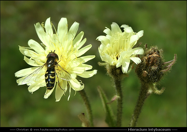 Épervière fausse chicorée - Hieracium intybaceum