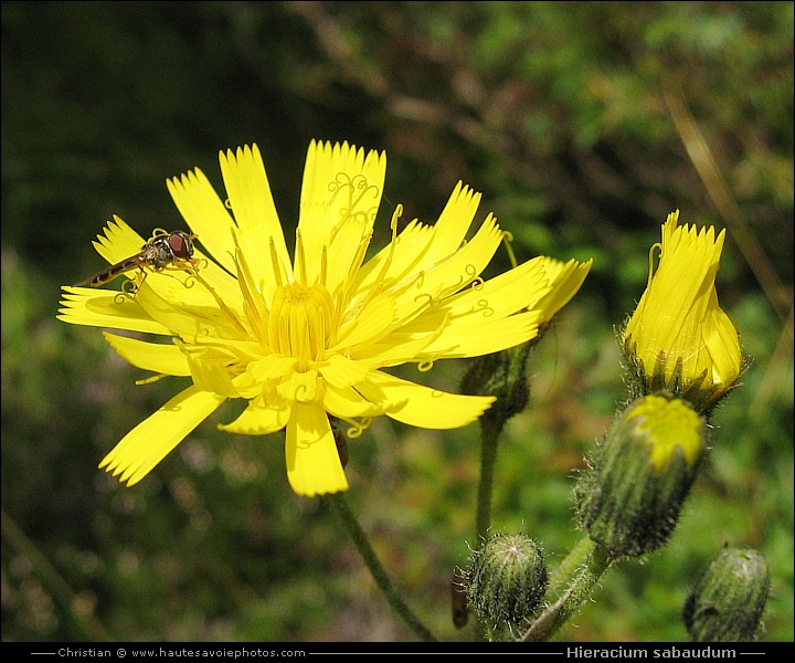 C - Hieracium sabaudum