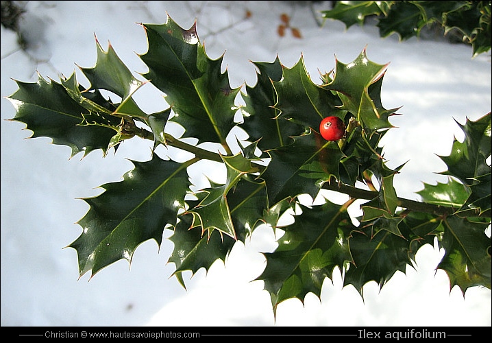 Feuille de houx (Ilex aquifolium), coupe transversale du limbe (x20)