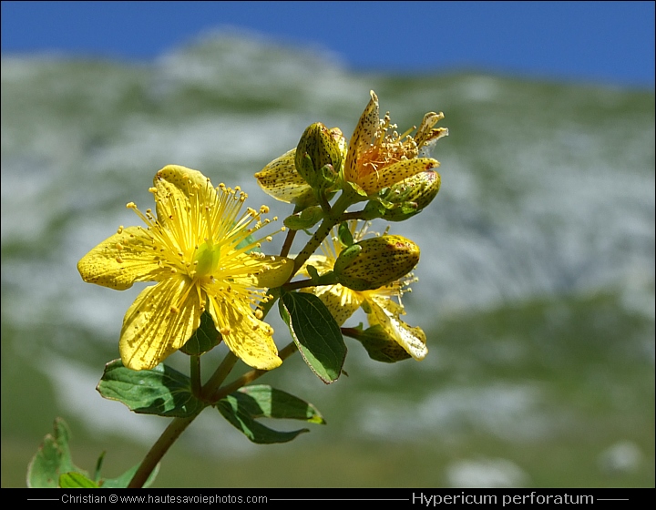 Millepertuis perforé - Hypericum perforatum