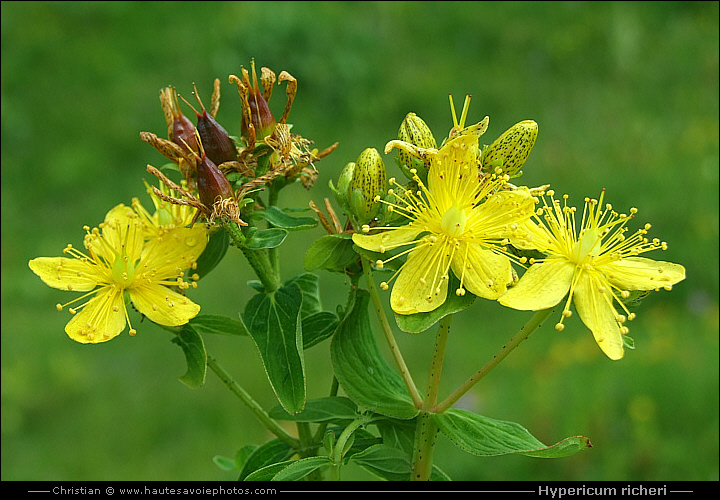 Millepertuis de Richer - Hypericum richeri