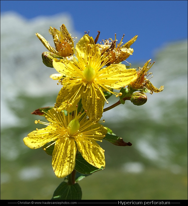 Millepertuis perforé - Hypericum perforatum