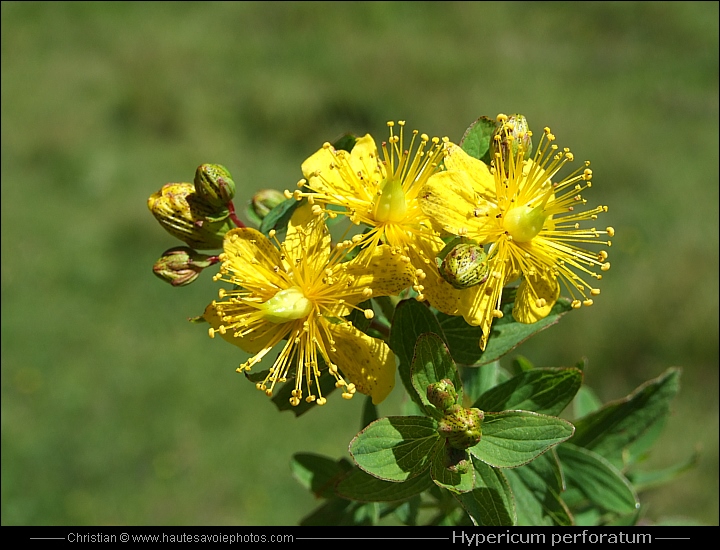 Millepertuis perforé - Hypericum perforatum