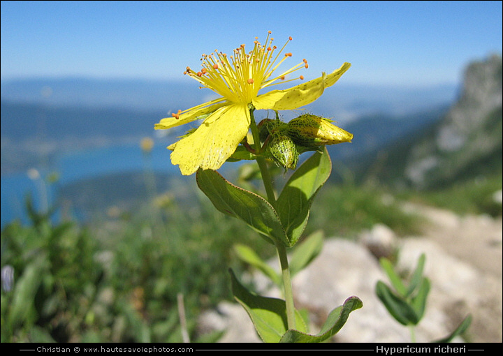 Millepertuis de Richer - Hypericum richeri
