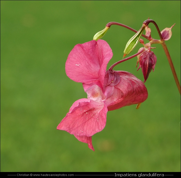 Balsamine de l'Himalaya - Impatiens glandulifera