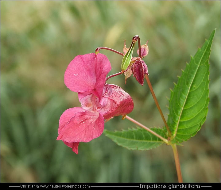 Balsamine de l'Himalaya - Impatiens glandulifera