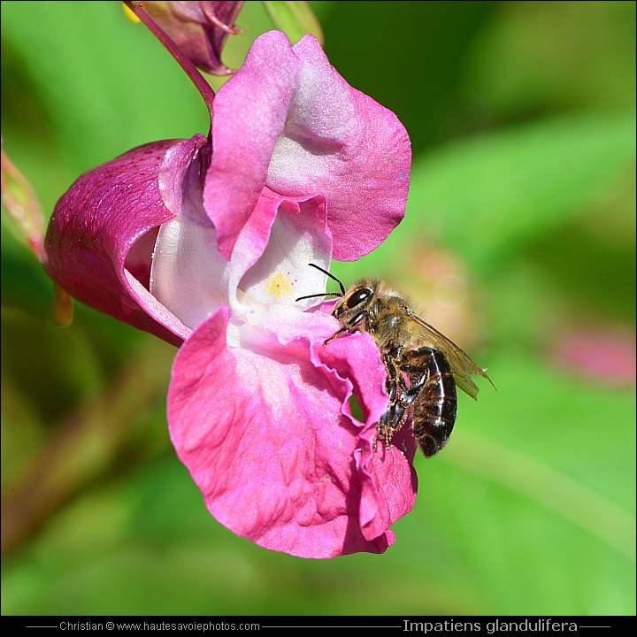 Balsamine de l'Himalaya - Impatiens glandulifera