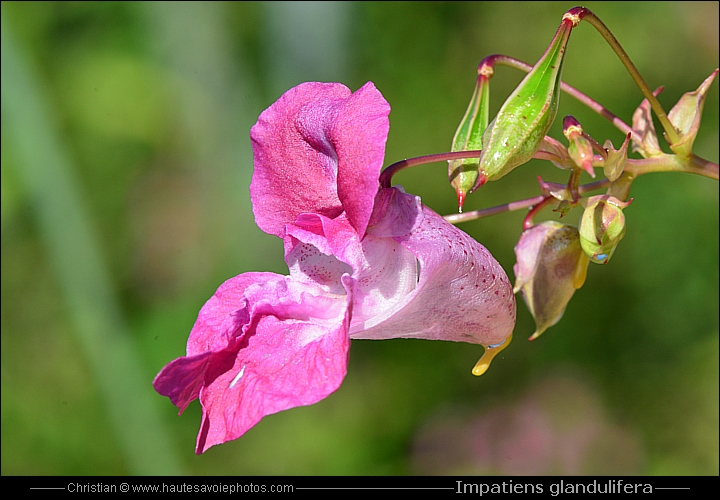 Balsamine de l'Himalaya - Impatiens glandulifera