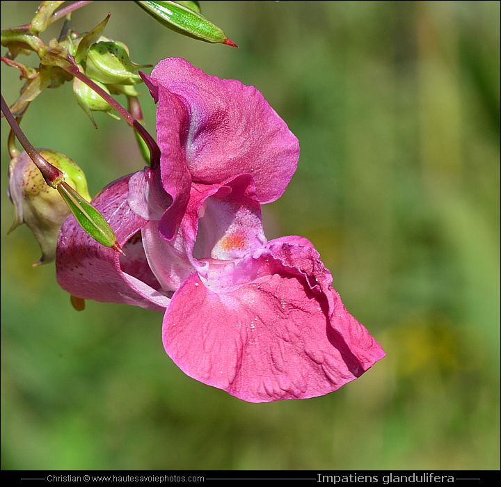 Balsamine de l'Himalaya - Impatiens glandulifera