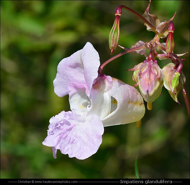 Balsamine de l'Himalaya - Impatiens glandulifera