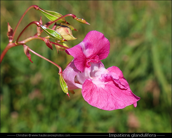 Balsamine de l'Himalaya - Impatiens glandulifera