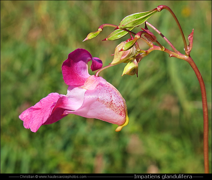 Balsamine de l'Himalaya - Impatiens glandulifera