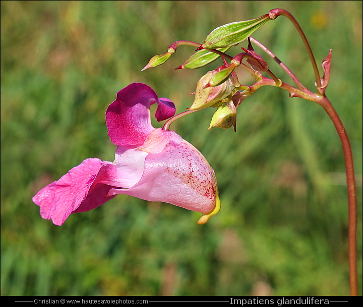 Balsamine de l'Himalaya - Impatiens glandulifera