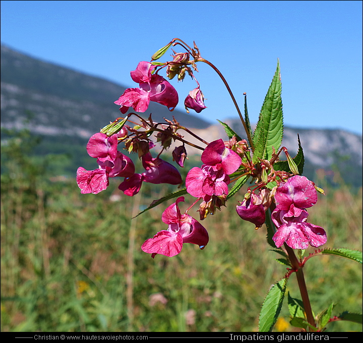 Balsamine de l'Himalaya - Impatiens glandulifera