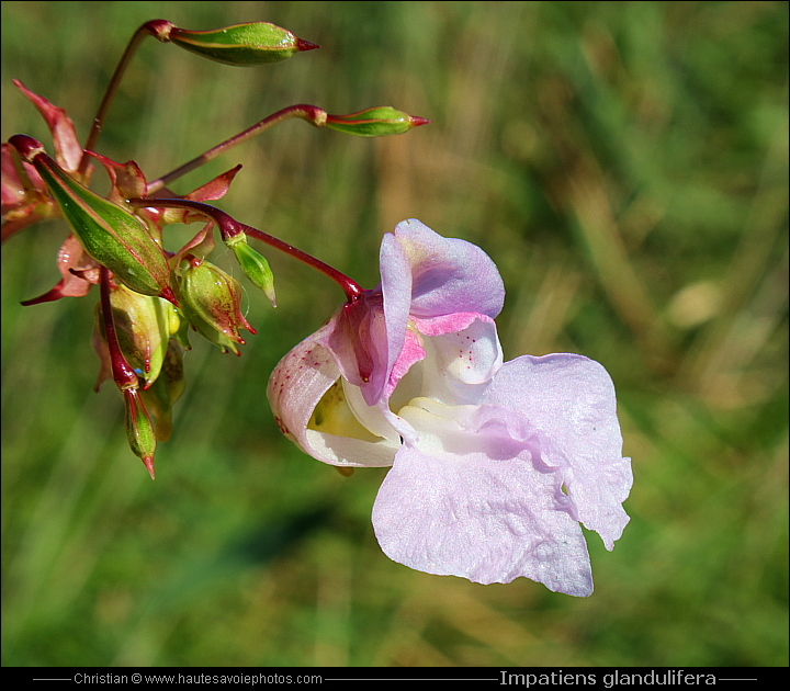 Balsamine de l'Himalaya - Impatiens glandulifera