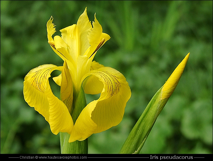 Iris des marais - Iris pseudacorus