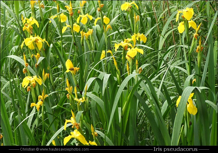 Iris des marais - Iris pseudacorus
