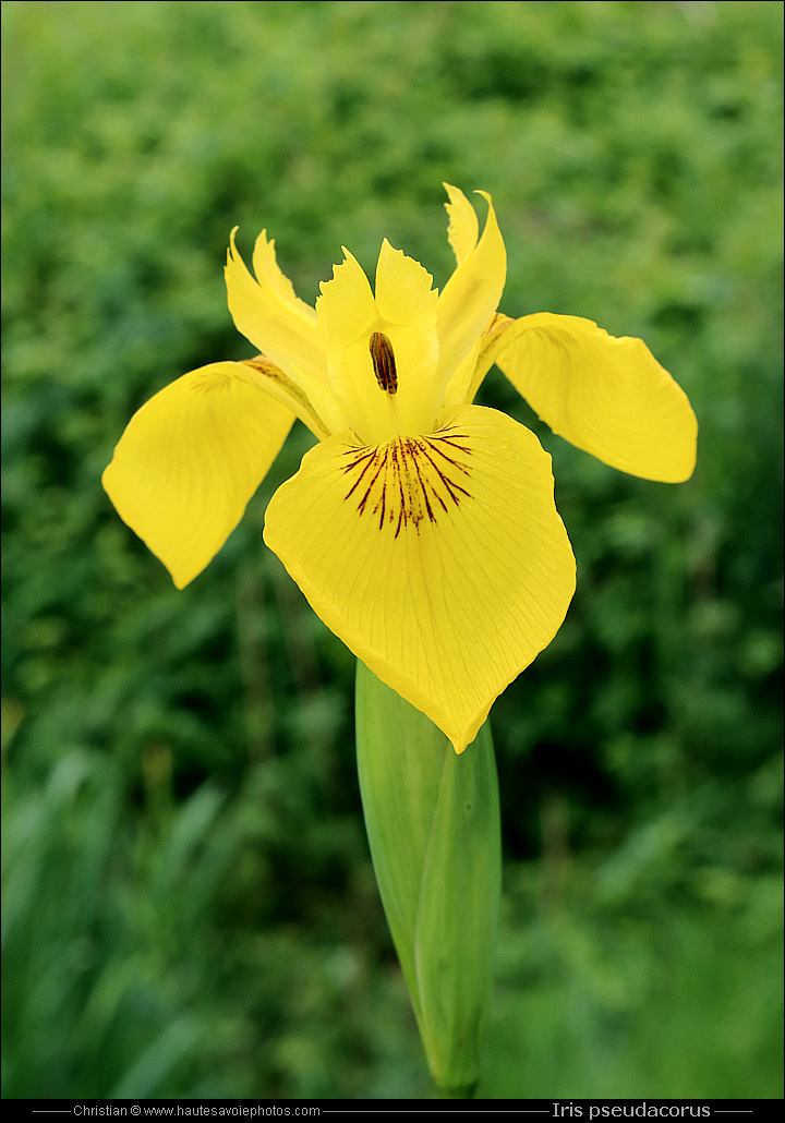 Iris des marais - Iris pseudacorus