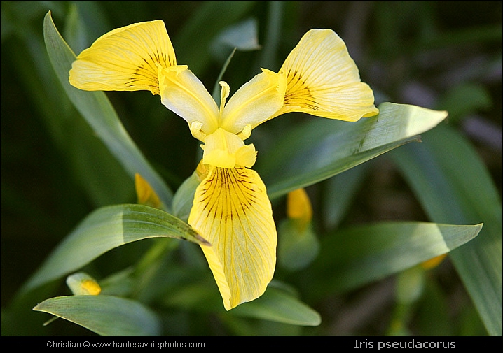 Iris des marais - Iris pseudacorus