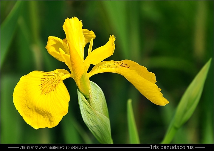 Iris des marais - Iris pseudacorus