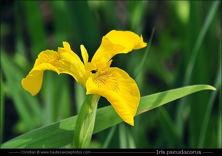 Iris des marais - Iris pseudacorus