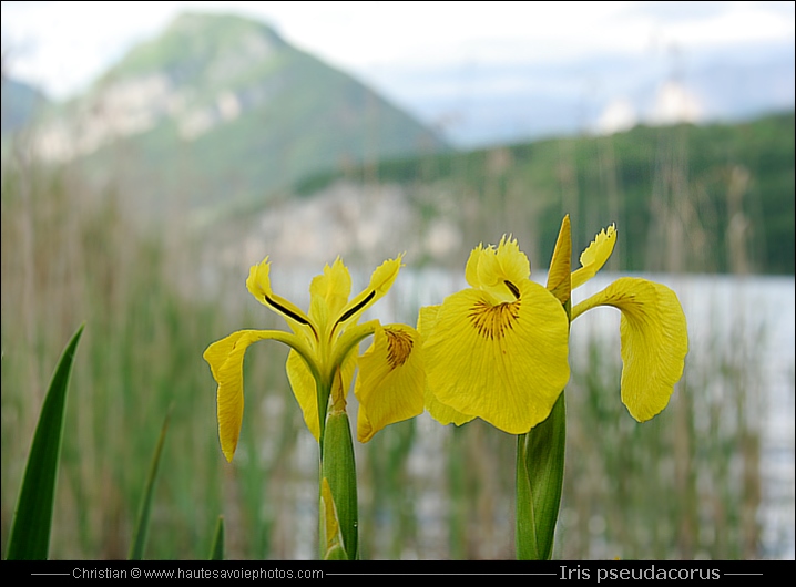 Iris des marais - Iris pseudacorus